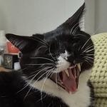 cessicat